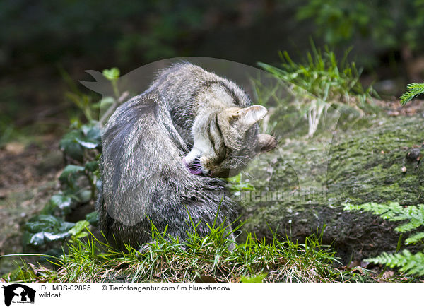 Wildkatze / wildcat / MBS-02895