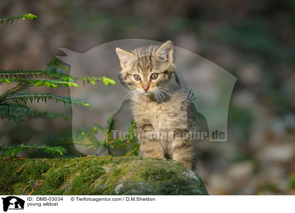 junge Wildkatze / young wildcat / DMS-03034