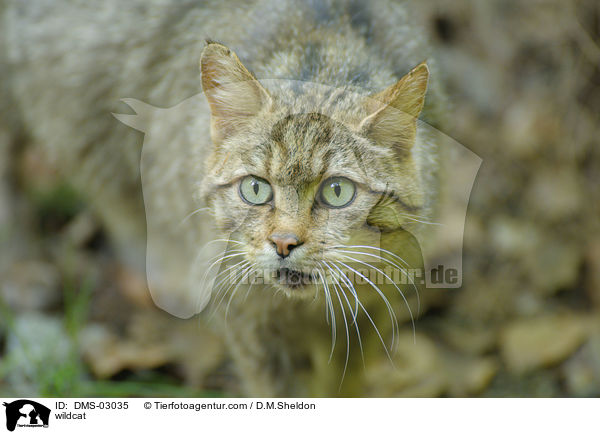 Wildkatze / wildcat / DMS-03035