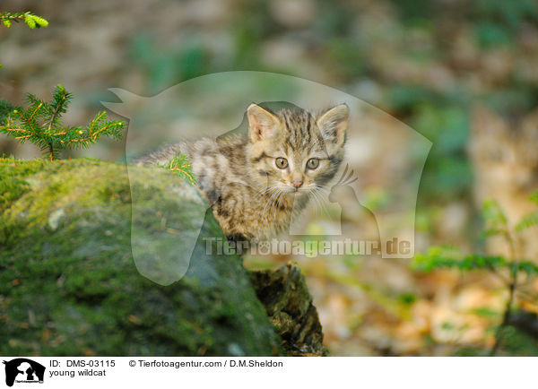 junge Wildkatze / young wildcat / DMS-03115