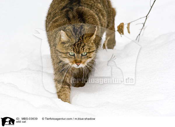 Wildkatze / wild cat / MBS-03639