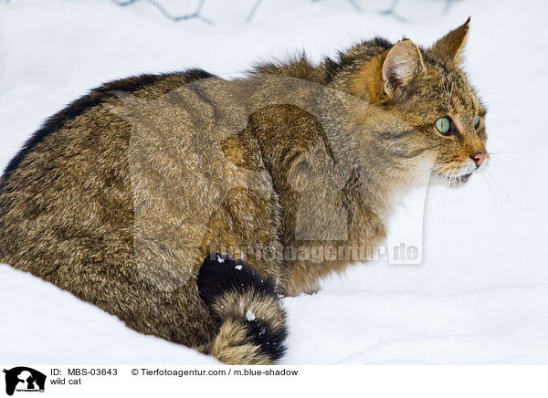 Wildkatze / wild cat / MBS-03643
