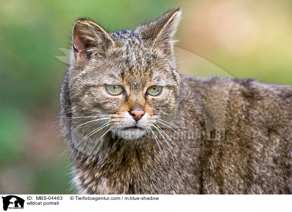 wildcat portrait / MBS-04463
