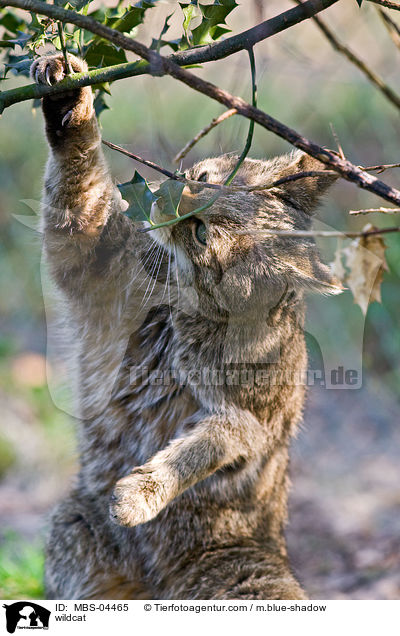 Wildkatze / wildcat / MBS-04465