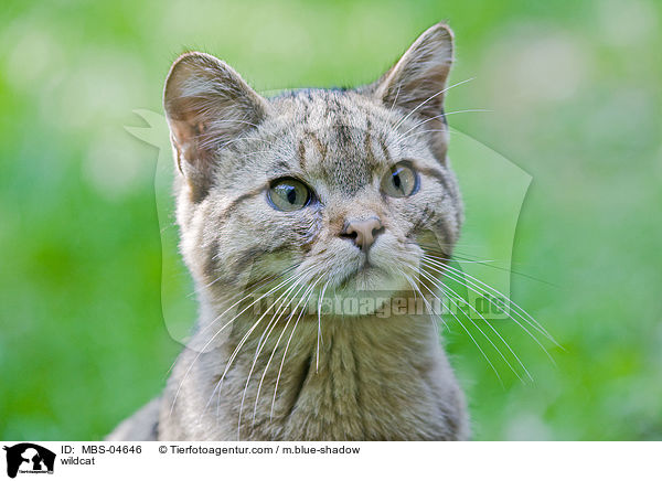 Wildkatze / wildcat / MBS-04646