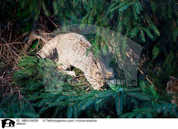 Wildkatze / wildcat / MBS-04659