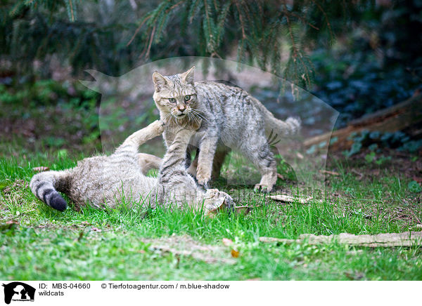 Wildkatzen / wildcats / MBS-04660