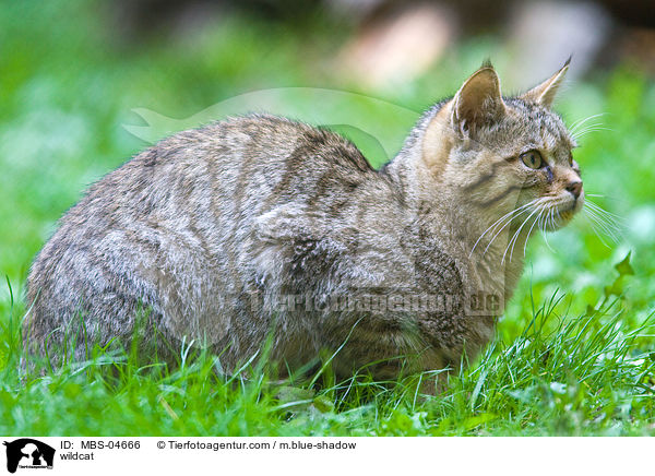 Wildkatze / wildcat / MBS-04666