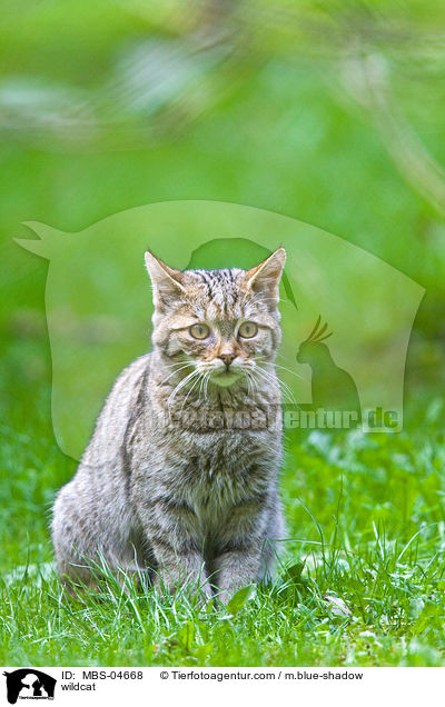 Wildkatze / wildcat / MBS-04668
