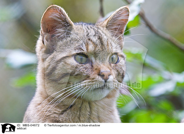 Wildkatze / wildcat / MBS-04672