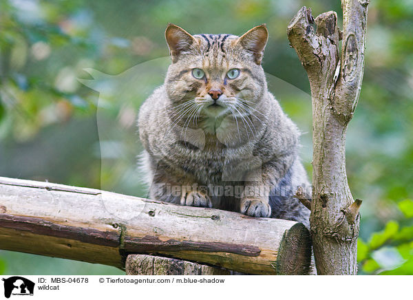 wildcat / MBS-04678