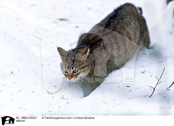 Wildkatze / wildcat / MBS-05021