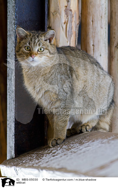 Wildkatze / wildcat / MBS-05030