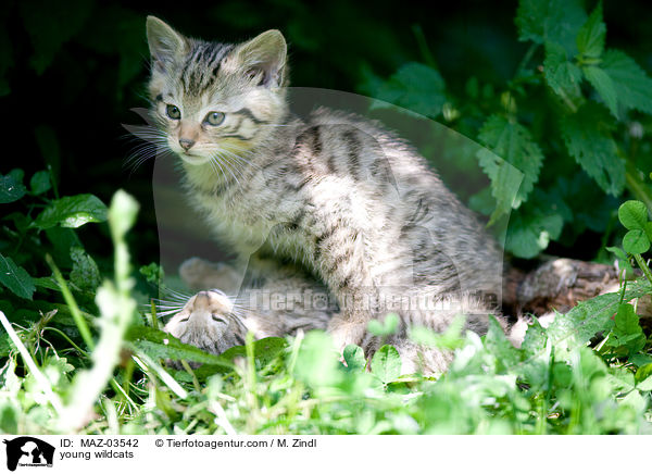 junge Wildkatzen / young wildcats / MAZ-03542