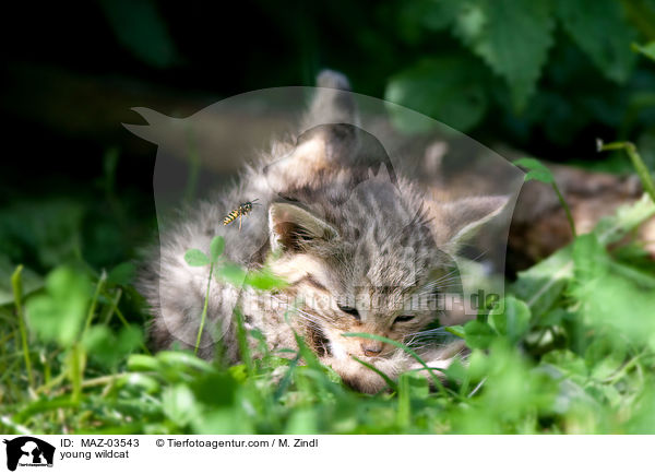 junge Wildkatze / young wildcat / MAZ-03543