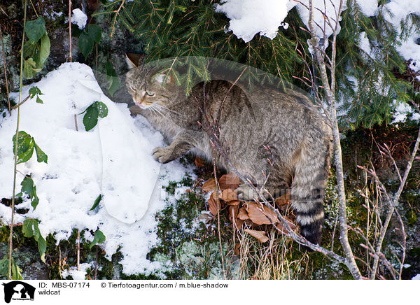 Wildkatze / wildcat / MBS-07174