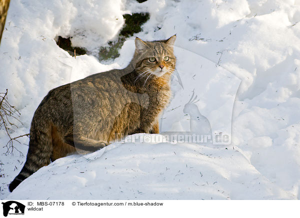 Wildkatze / wildcat / MBS-07178