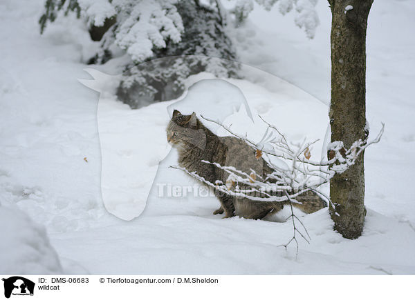 Wildkatze / wildcat / DMS-06683