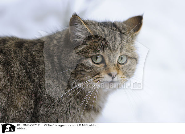 Wildkatze / wildcat / DMS-06712