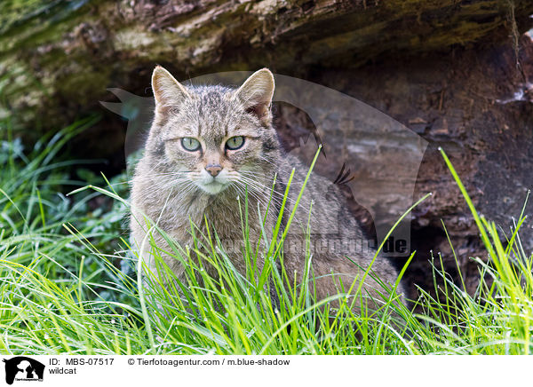 Wildkatze / wildcat / MBS-07517