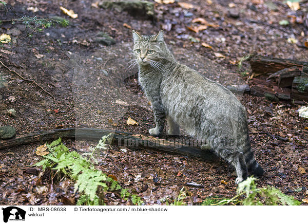 Wildkatze / wildcat / MBS-08638