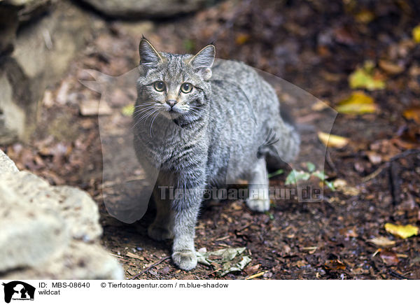 Wildkatze / wildcat / MBS-08640