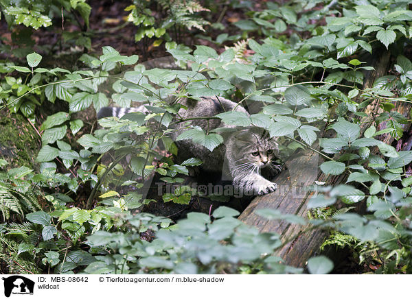 Wildkatze / wildcat / MBS-08642