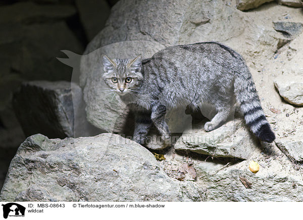 Wildkatze / wildcat / MBS-08643