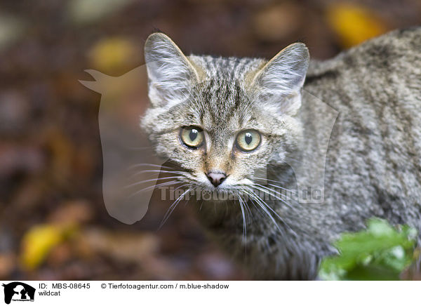 wildcat / MBS-08645