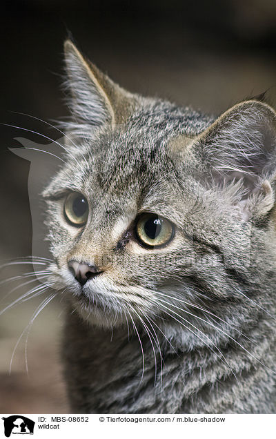 Wildkatze / wildcat / MBS-08652