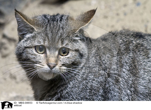 Wildkatze / wildcat / MBS-08653