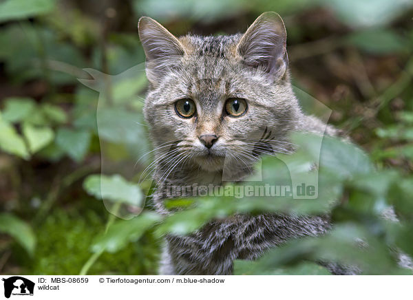 Wildkatze / wildcat / MBS-08659