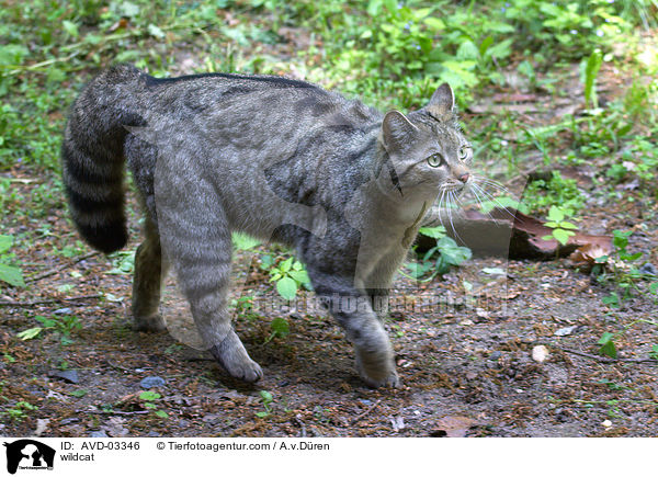Wildkatze / wildcat / AVD-03346