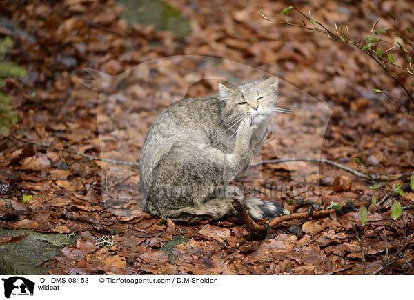 Wildkatze / wildcat / DMS-08153