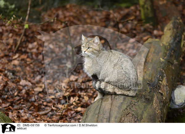 Wildkatze / wildcat / DMS-08156