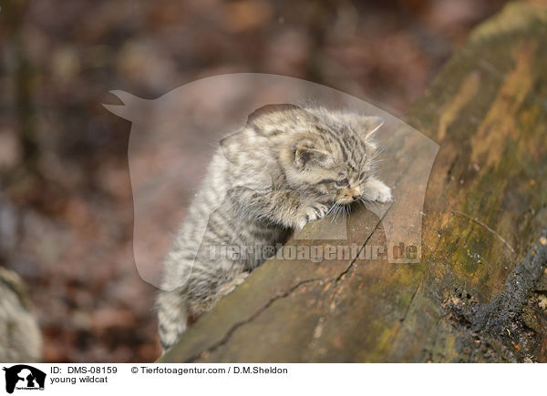 junge Wildkatze / young wildcat / DMS-08159
