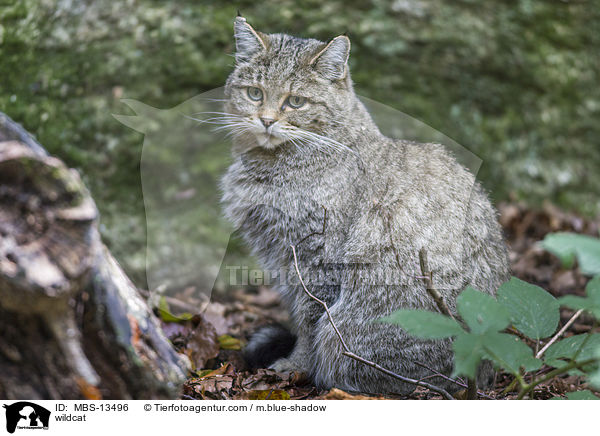 Wildkatze / wildcat / MBS-13496
