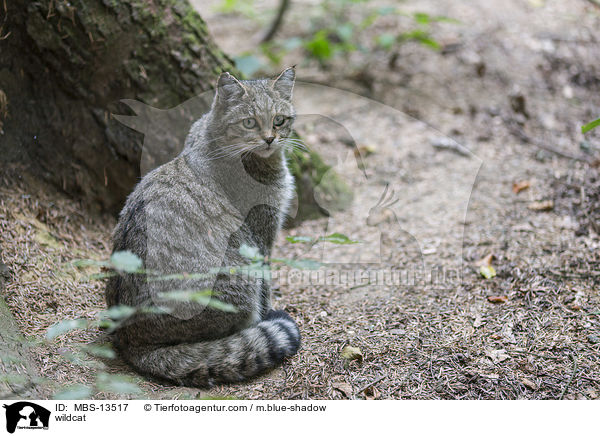 wildcat / MBS-13517