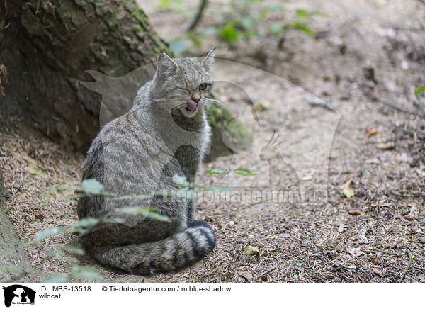 Wildkatze / wildcat / MBS-13518