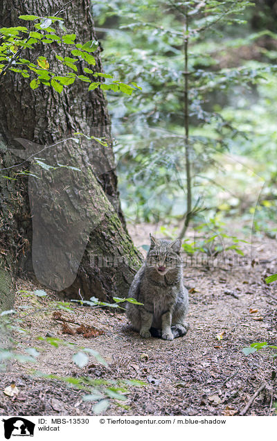 Wildkatze / wildcat / MBS-13530