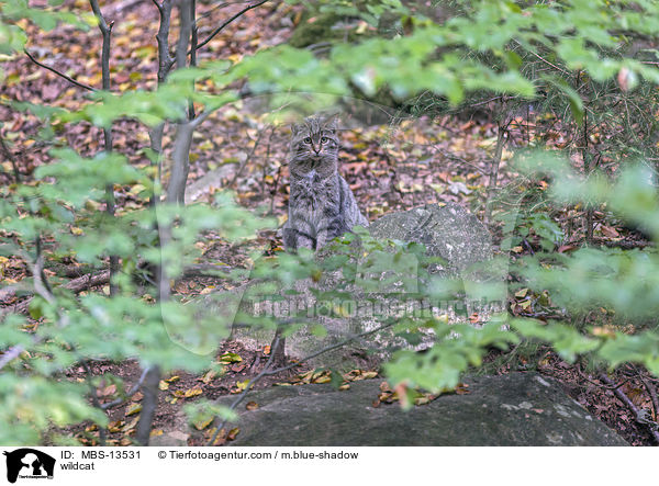 Wildkatze / wildcat / MBS-13531
