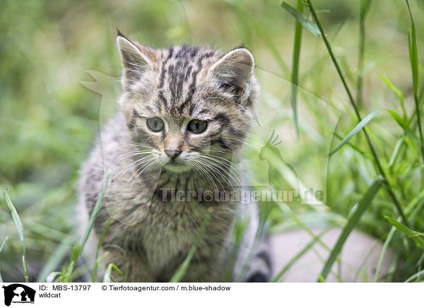 Wildkatze / wildcat / MBS-13797