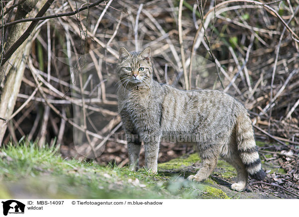 wildcat / MBS-14097