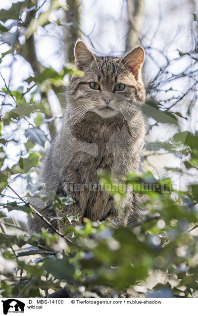 Wildkatze / wildcat / MBS-14100