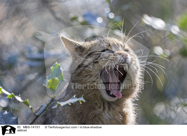 wildcat / MBS-14101