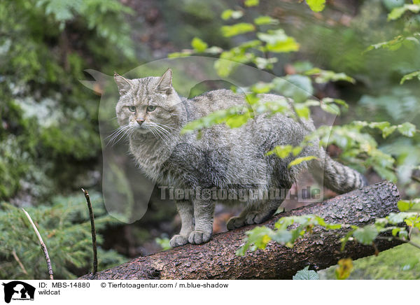 wildcat / MBS-14880