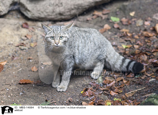 wildcat / MBS-14884