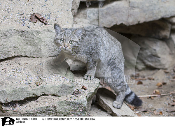 wildcat / MBS-14885