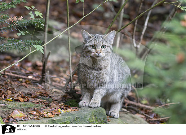 wildcat / MBS-14886
