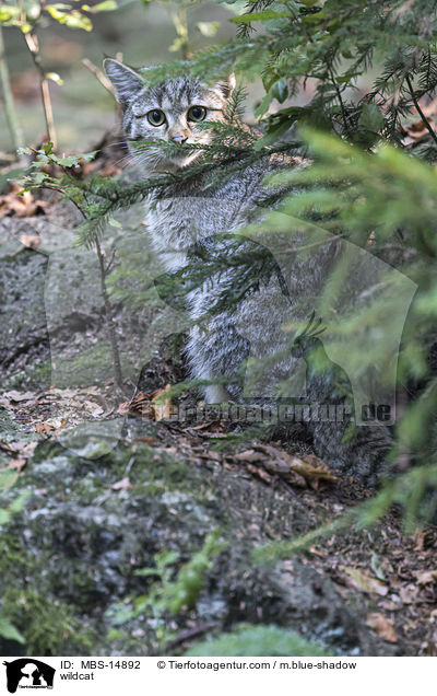 Wildkatze / wildcat / MBS-14892